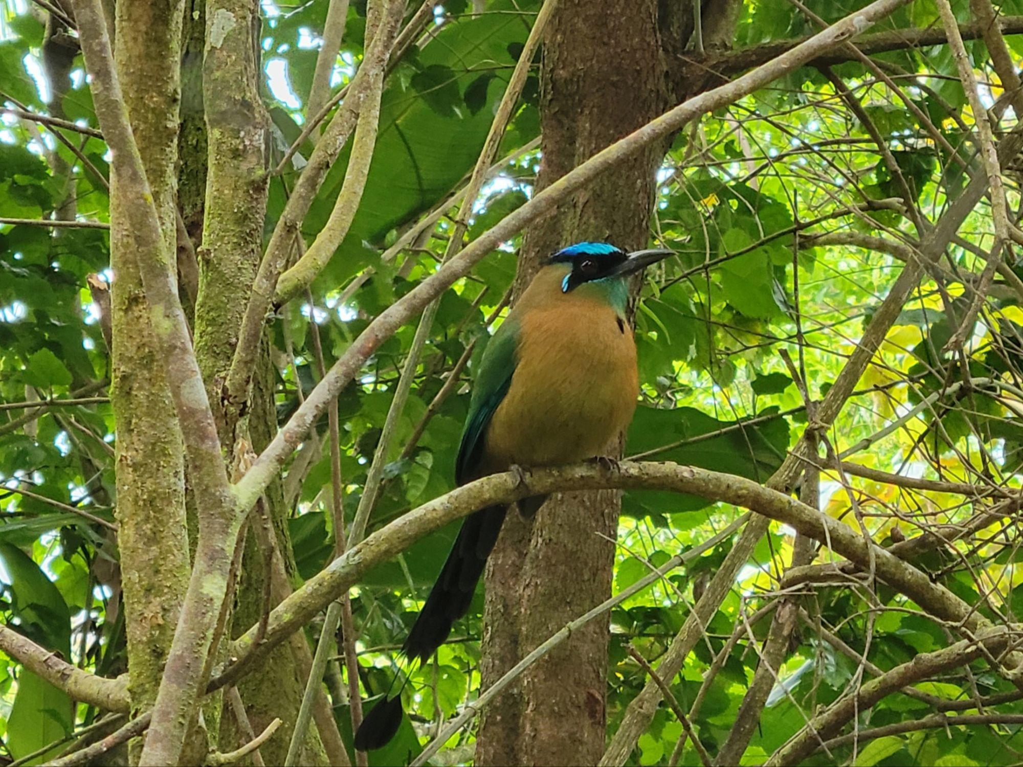 Bosque Nuboso de Monteverde